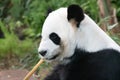 Giant Panda having a bamboo snack