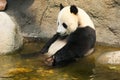 Giant panda having a bath