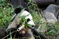 Giant panda having lunch at San Diego zoo Royalty Free Stock Photo
