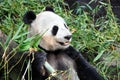 Giant panda having lunch at San Diego zoo