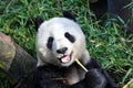 Giant panda having lunch at San Diego zoo Royalty Free Stock Photo