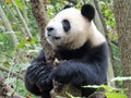 Giant panda holding on tight to a tree