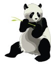 Giant Panda, illustration