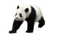 Panda isolated on white background Royalty Free Stock Photo