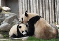 Giant panda with its cub