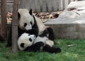 Giant panda with its cub