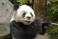 Giant Panda At Lunch