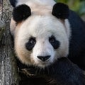 A giant panda, portrait Royalty Free Stock Photo