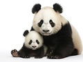 Giant Panda (6 months) - Ailuropoda melanoleuca