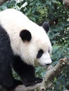 Giant panda moving around in a tree