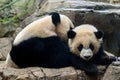 Giant panda newborn baby portrait close up