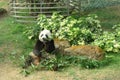 Giant Panda Pavilion Coloane Macau Taipa Green Nature Chinese Pandas Macao Animals Zoo Bamboo Jungle Feeding Meal Lunch Break Royalty Free Stock Photo