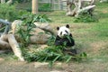 Giant Panda Pavilion in Coloane Macau Taipa Green Nature Chinese Pandas Macao Animals Zoo Bamboo Jungle Feeding Time Meal Break