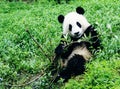 Giant Panda Play Branch