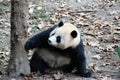 A giant panda play beside the tree Royalty Free Stock Photo