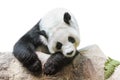 Giant Panda portrait Royalty Free Stock Photo