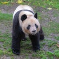 A giant panda, portrait Royalty Free Stock Photo