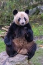 A giant panda, portrait Royalty Free Stock Photo
