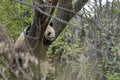 Giant panda portrait on a tree Royalty Free Stock Photo