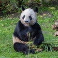 A giant panda, portrait Royalty Free Stock Photo