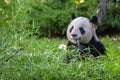 A giant panda, portrait Royalty Free Stock Photo