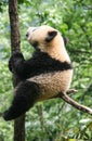 Giant panda in protection and research center of Yaan, Bifengxia base,china