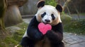 The giant panda is the rarest member of the bear and most threatened animals in world. Save pandas. Cute giant panda shows heart