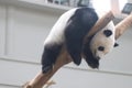 A giant panda relaxing Royalty Free Stock Photo