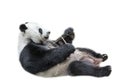 Giant Panda relaxing Royalty Free Stock Photo