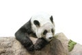 Giant Panda resting