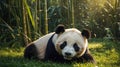 Adorable Giant Panda Relaxing in Bamboo Forest Royalty Free Stock Photo