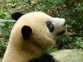 Giant panda resting in the pool, a detail of the head