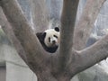 Giant panda resting on tree Royalty Free Stock Photo