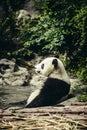 Giant Panda resting in water Royalty Free Stock Photo