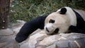 Giant Panda resting at the zoo Royalty Free Stock Photo