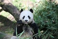 Giant Panda