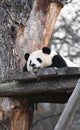 A giant panda rests on a tree