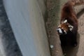 Lesser panda-Ailurus fulgens