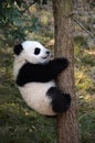 Giant Panda Kung Fu Panda Cute Panda China National Treasure Wolong National Nature Reserve Chengdu, Sichuan