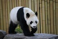 Giant panda Royalty Free Stock Photo