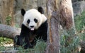 Giant Panda in Seven Stars Park Guilin