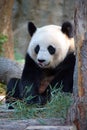 Giant Panda in Seven Stars Park Guilin