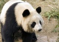 Giant panda, Sichuan province, China Royalty Free Stock Photo