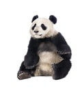 Giant Panda sitting against white background Royalty Free Stock Photo