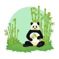 Giant panda sitting and eating with bamboo forest in the background. Black and white bear holding and chewing bamboo.