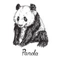 Giant panda sitting, hand drawn doodle sketch with inscription