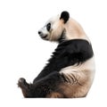 Giant Panda sitting and looking backward Royalty Free Stock Photo