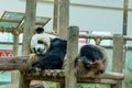 Giant panda sleeping on the platform in Zoo Negara,Malaysia