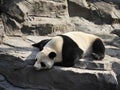 a giant panda sleeping on the rock Royalty Free Stock Photo
