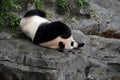 a giant panda sleeping on the rock Royalty Free Stock Photo